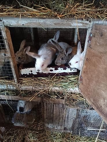 xamyak qefes: Satılır: Ev şəraitində yetişdirilən dekorativ/ferma dovşanları — 3