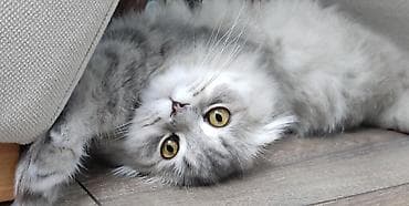 ev heyvan: Britan — 4