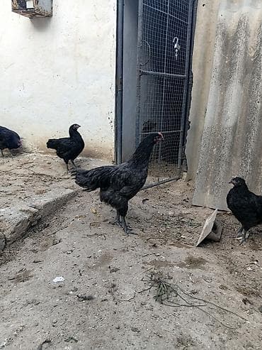 kend cuceleri: Salam Allah haminin malna berket versin Allahverdi novxanli mellimin — 3