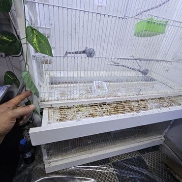 Digər heyvanlar: Qefes — 4