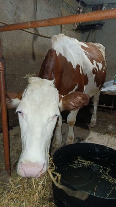 smental inekler: Saf qan simental erkək buzov. Anası şəkildə gördüyünüz simentaldı. 1 — 6