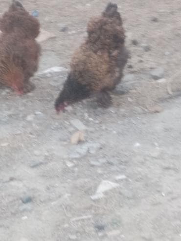 heyvanlar: Salam. Bramo toyoqlarıdı. Sağlam və baxımlı heyvanlardır. 1 yaşları — 2