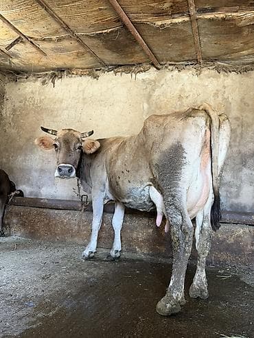 it bala: 15 litir süd verir 3 qarına dogub 2 aydı dogub balası dişdi — 2
