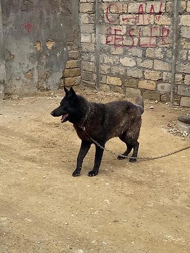 kanqal satisi: Alman çoban iti, 3 il, Erkek, Peyvəndli, Ünvandan götürmə — 3