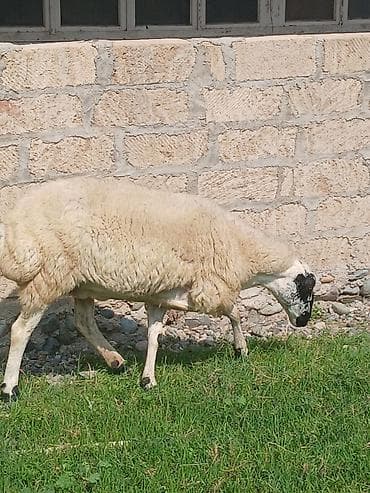 Yetik bozağ şişək satıLır
