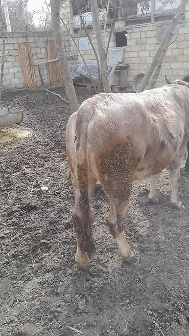 клетки для кур несушек купить в бишкеке: Теленок, Самка, месяцев: 1, 120 кг, Для разведения, Для мяса — 2