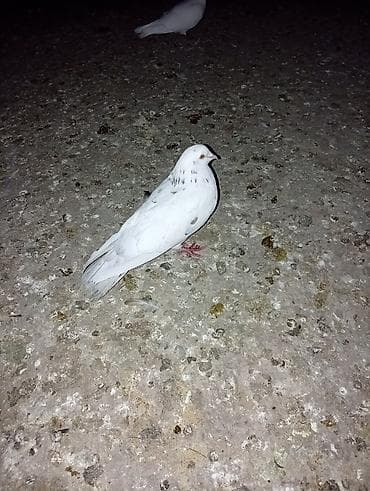 tap az afcarka: Boynugullulər 50 AZN qirmizi cəplər 60azn qalan quşların öz qiyməti — 9