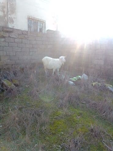 ZİL: Cütü 630 manata keçiler satılır istəyən olsa yazsın video sun atım — 7