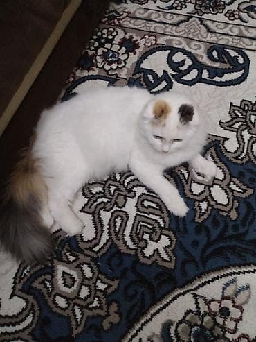 Digər heyvanlar: Şotland yastı qulaq — 4