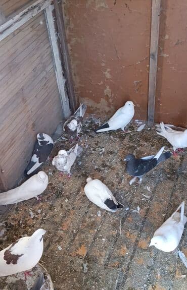 göyercin yuvası: Salam quslar sumqayitdadir 24-25 ededir hazir cutlerde var iclerinde — 4