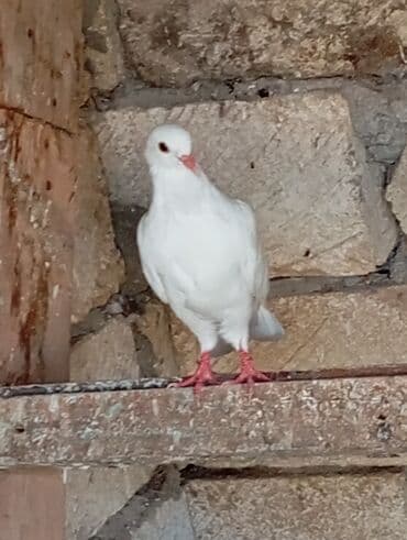 аквариум без рыб: Ağ rəngli dekorativ göyərçinlər - Tam ağ lələklər, bəzi fərdlərdə — 7