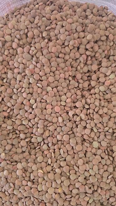 çilədağı bitkisi rus dilində: Topdan satiw — 3