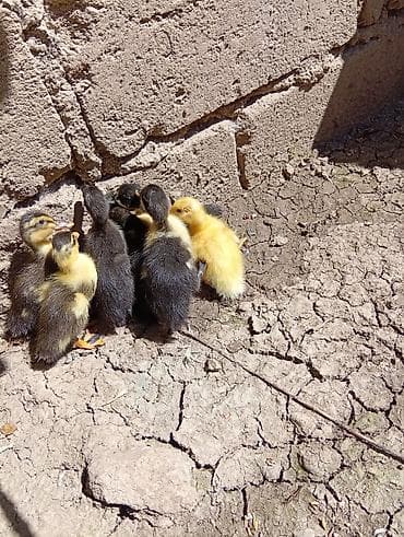 pisik adlari azerbaycan: Kayuqa pinqivin kuban pekin — 5