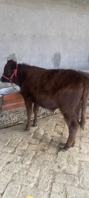 Tata: 5 aylıq erkey dana — 2