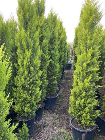 Buket güllər: 🌿 Satılır – Dekorativ Həyət və Bağ Bitkiləri 🌳 Həyət və bağların — 5