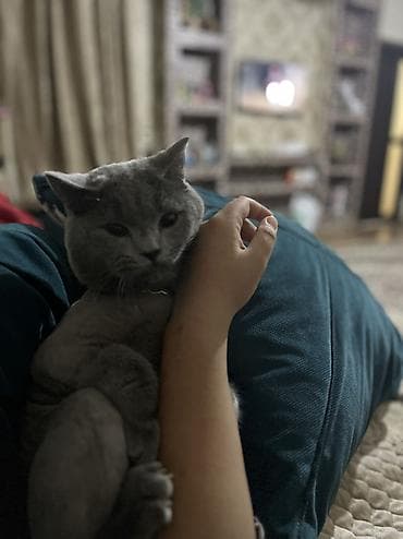 pişik: Britan, Erkək, Yaxşı əllərə, Ünvandan götürmə — 4