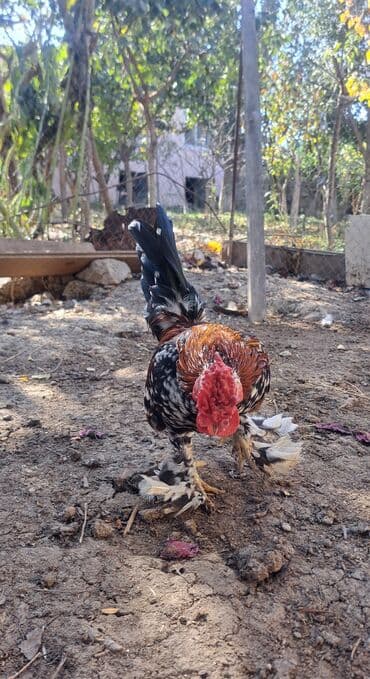 xoruz toyuq: Xoruz, il: 1, Pulsuz çatdırılma — 7