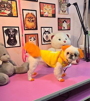 Keçilər, çəpişlər: Peekines ve pomerian qarisigi disi cutlesdirilir erkek lazimdi — 3