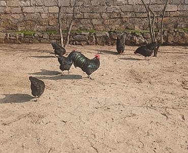 Yemlər: Toyuq, Australorp, Yumurtalıq, Ünvandan götürmə — 10