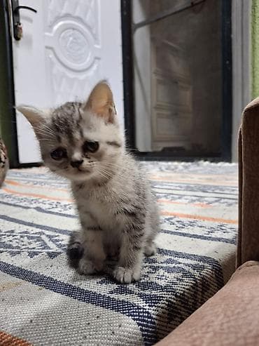 yalnız suda yaşayan heyvanlar: Şinşilla, Dişi — 4