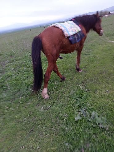 tovuz qusu balasi satilir: Qəhvəyi rəngdə yerli minik atı - Rəng: qızılı-qəhvəyi (qara yalı və — 2