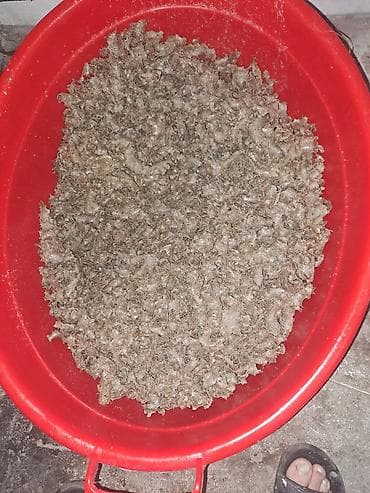 Keçilər, çəpişlər: Günəbaxan jımığı.1 kq 0.60 qəpik Təsvir: - Təbii buğda üyüdülməsindən — 1