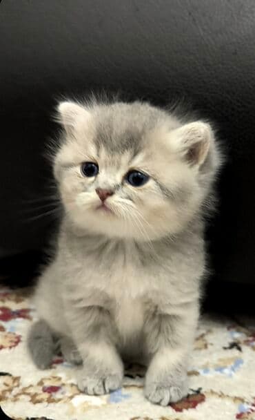 сколько стоит британский котёнок: Британская, Самец — 3