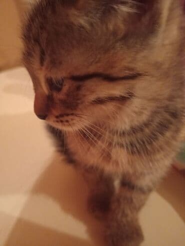 взять бесплатно котёнка: Британская, В добрые руки — 3