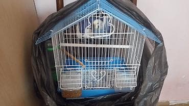 Qəfəs Quş ilə birlikdə satılır erkəkdi ünvan montin bazarı