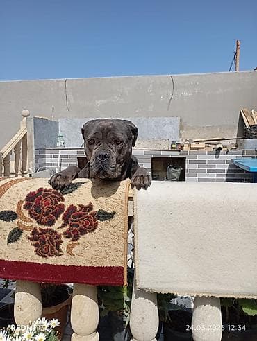 zvonok it: Kane-Korso, Dişi — 5