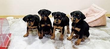 Doberman, 2 ay, Dişi, Pulsuz çatdırılma