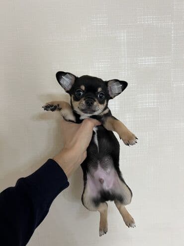 сколько стоят собаки: Чихуахуа, 2 месяца, Самец, С прививками — 3