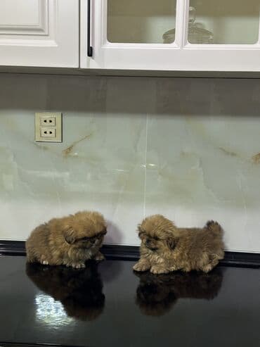 naxcivan heyvan elanlari: Pekines, 1 ay, Erkek, Peyvəndli, Ödənişli çatdırılma — 5