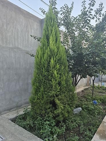 ağac satışı baki: Hundurluyu,texmini,3 metrdi sixdi 250 man asagiya razilasariq — 2