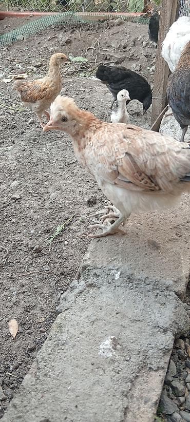 toy pudil: Məhsul: Ev şəraitində bəslənmiş, sərbəst gəzintidə böyüyən qarışıq — 4
