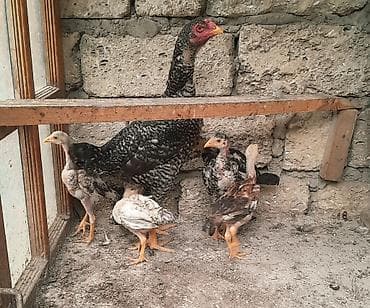 Quşlar: Heyratı ailəsi satılır. 1 ana 5 bala, ana 1yaş 5 aylıq, balalar 2 — 6