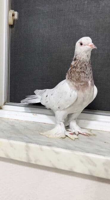 goyərcin yumurta: Ebreş erkek satılır — 1