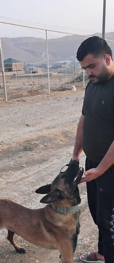 belçika afçarkası: Belçika çoban iti, 2 il, Erkek, Ünvandan götürmə — 4