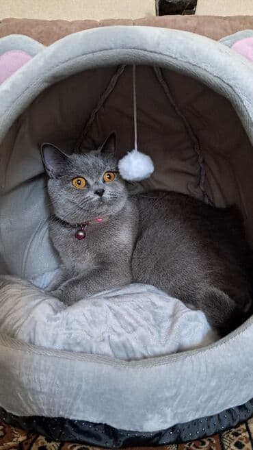 шотландский вислоухий котенок баку: Britan, Dişi, Yaxşı əllərə, Ünvandan götürmə — 3