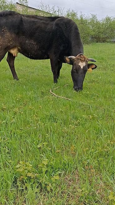 ev quslarinin satisi: Самка, лет: 6, Для молока, Самовывоз — 7