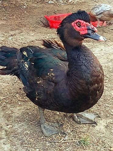 xaski it sekilleri: Salam temiz Zümrüdu Erkeyi satlir çəksi 5 kildon çox Aktiv Erkey — 2