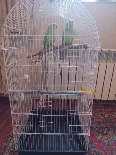 İtlər: Ojirelivi m saĝlam gozel quslardi eve buraxiram ozleri yerlerine — 4