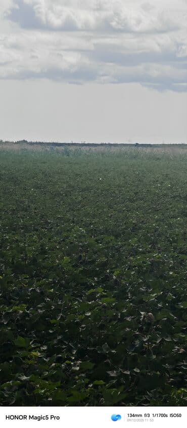 mingecevirde kiraye evler 2019: 257 sot Kənd təsərrüfatı — 10