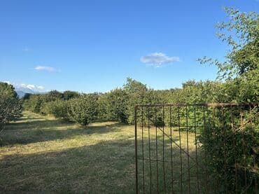 xacmazda findiq bagi satilir: Kənd təsərrüfatı — 6