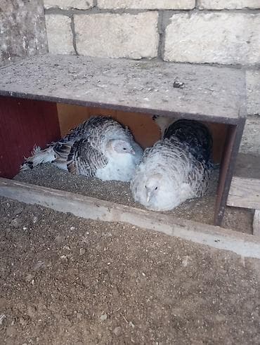 hind quslari: Dişi, Damazlıq, Ödənişli çatdırılma — 4