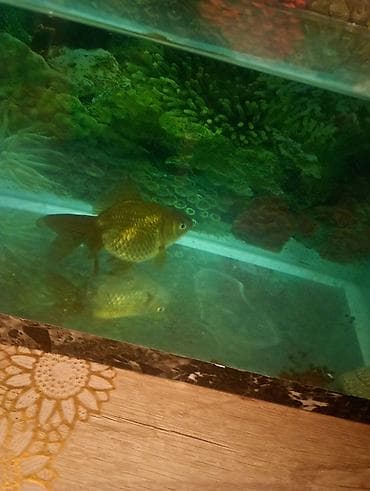 gence akvarium: Qızıl balıq, Sülhsevər — 4
