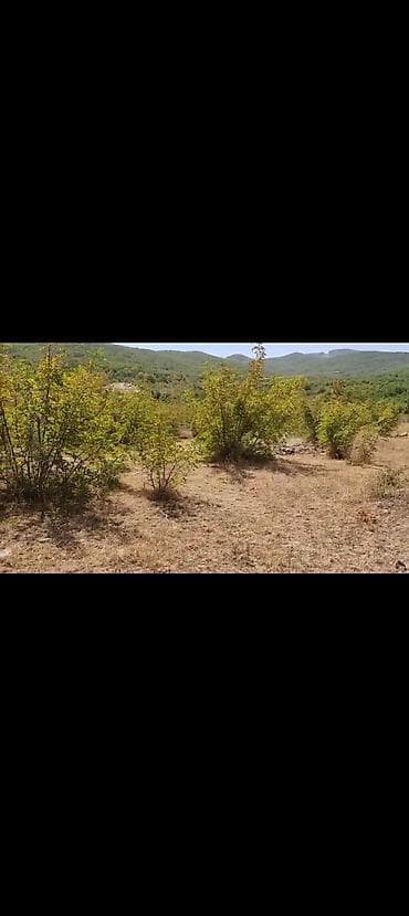 yeni emlak gence: 12 sot, Kupça (Çıxarış) — 2