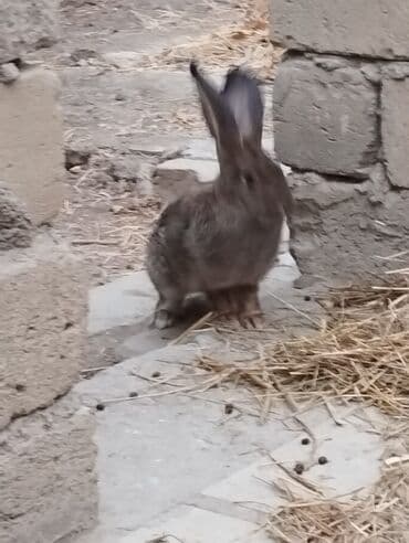 Keçi, çəpiş: Rızen Dovsanlar Satılır 3 eded 3 de erkektir Razılasma yolu ile ünvan — 1