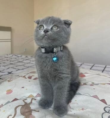 maykonq pişiyi: Şotland yastı qulaq — 2