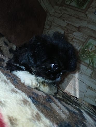 heyvanlar: Pekines — 3
